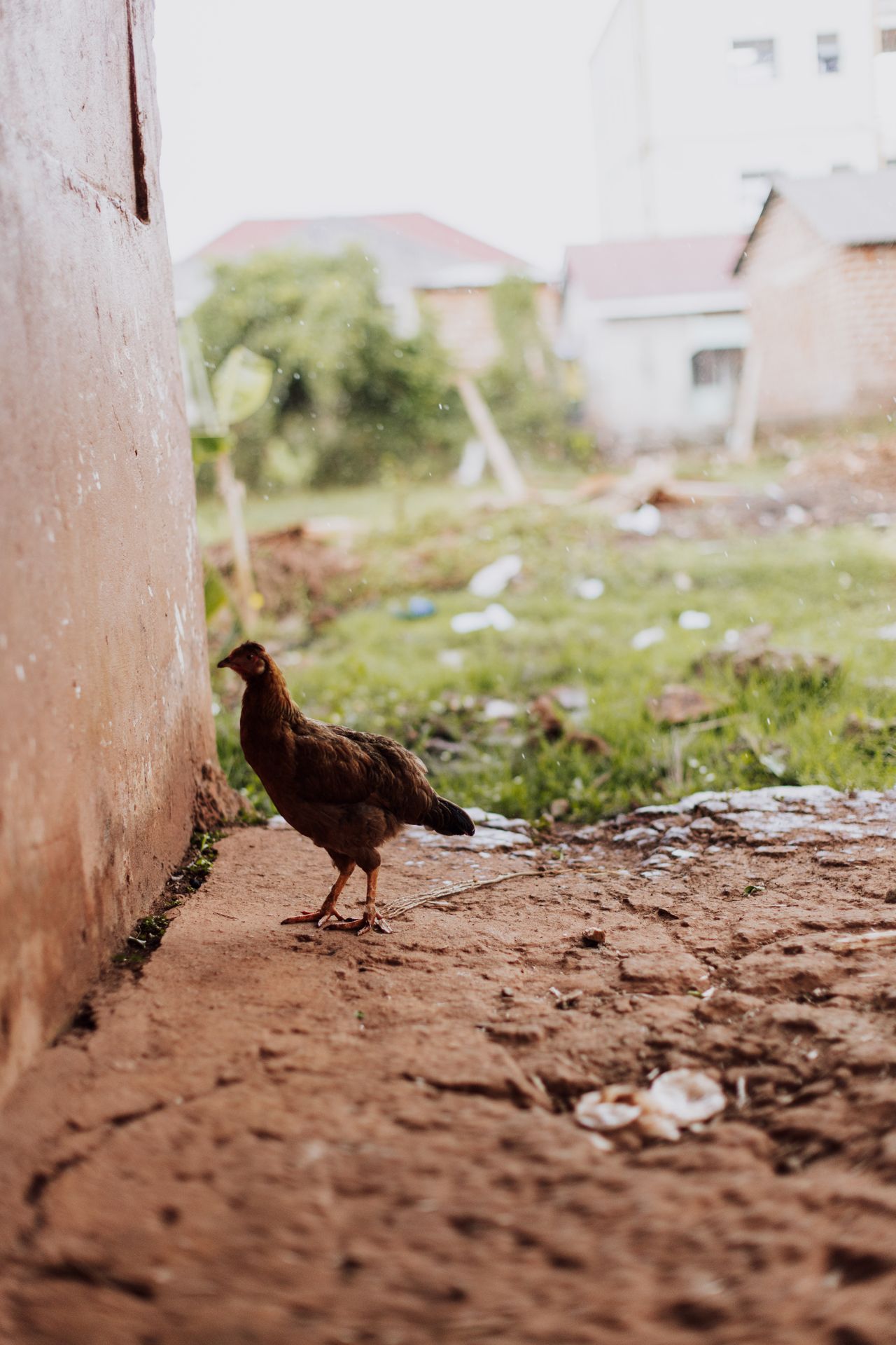 A free-range hen outdoors