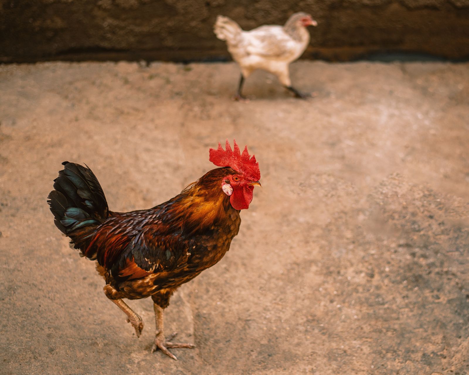 A rooster and hen outdoors in Kaduna